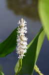 Pickerelweed